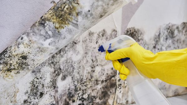Mold Inspection And Removal