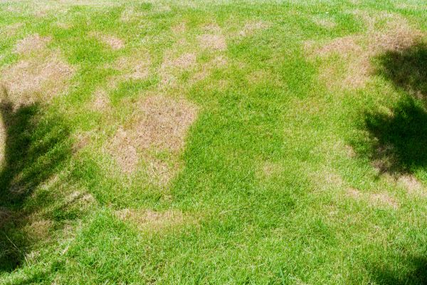 Lawn Fungus Treatment - Lawn Fungus Treatment Coeur D Alene, Idaho