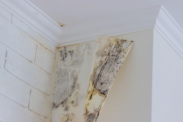 Mold Extraction - Mold Extraction Gaithersburg, Maryland