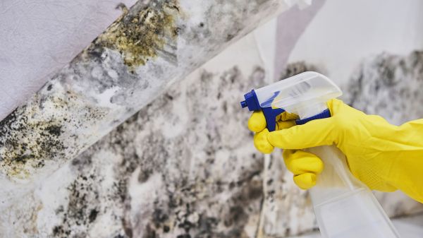 Mold Eradication - Mold Eradication San Rafael, California