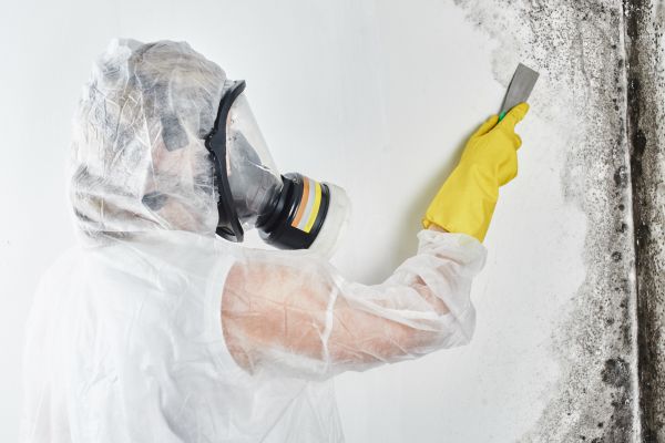 Commercial Mold Removal - Commercial Mold Removal New Port Richey, Florida
