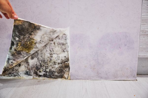 Air Duct Mold Removal