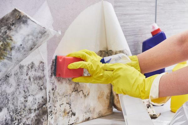 Mold Prevention Service