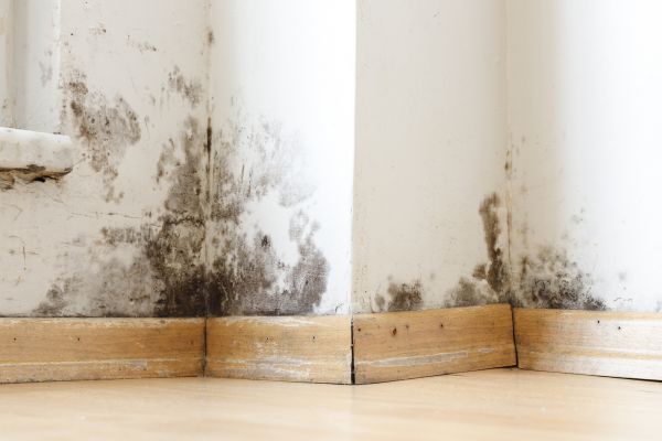 Mold Damage Repair
