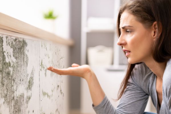 Mold Detection Service - Mold Detection Service Greensboro, North Carolina