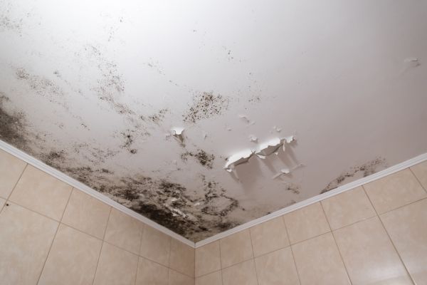 Ceiling Mold Removal - Ceiling Mold Removal New Port Richey, Florida