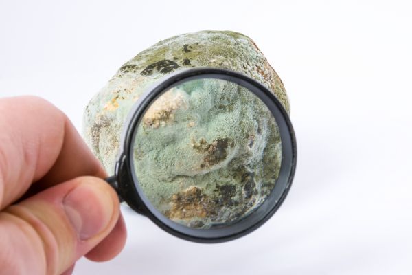 Residential Mold Testing - Residential Mold Testing Woodstock, Georgia
