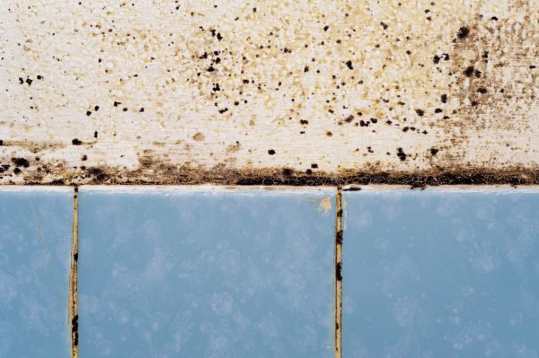 Bathroom Mildew Removal - Bathroom Mildew Removal Olympia, Washington