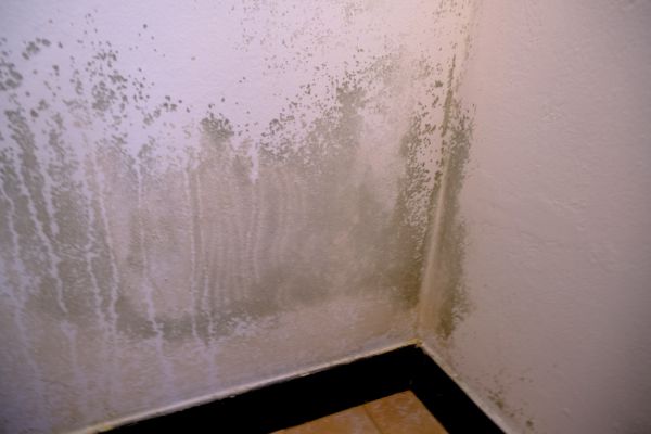 Mildew Removal Service - Mildew Removal Service Franklin, Tennessee
