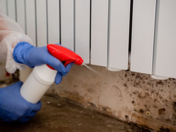 Black Mold Remediation - Black Mold Remediation Mechanicsville, Virginia