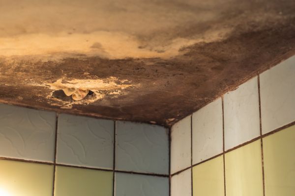 Bathroom Mold Remediation
