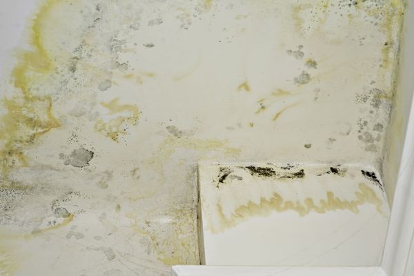 Black Mold Remediation