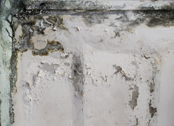 Garage Mold Removal
