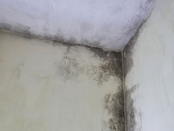 Garage Mold Eradication - Garage Mold Eradication Mason, Ohio