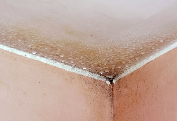 Garage Mold Mitigation