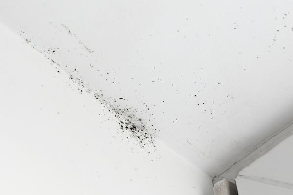White Mold Treatment