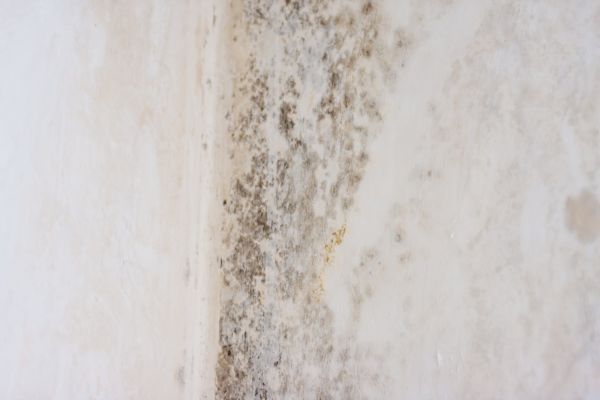 White Mold Mitigation