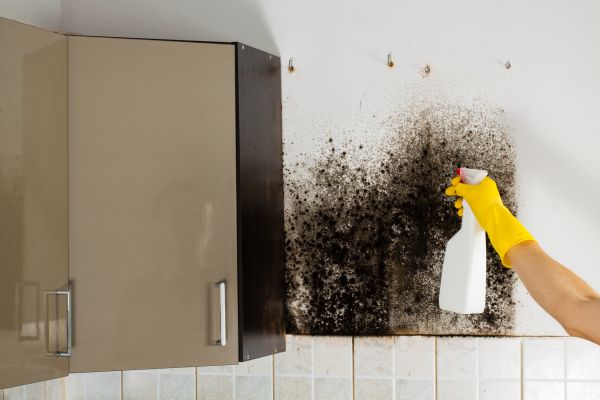 Kitchen Mold Removal - Kitchen Mold Removal Monument, Colorado