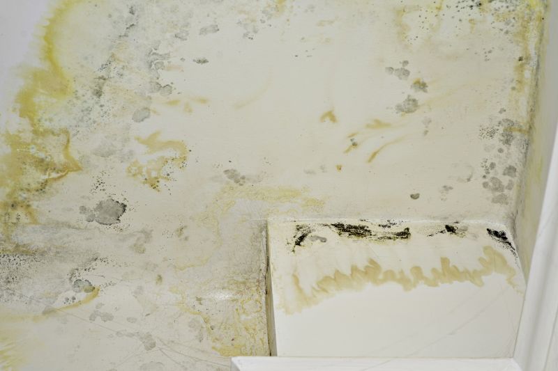 Air Duct Mold Removal in Fort Lauderdale, FL