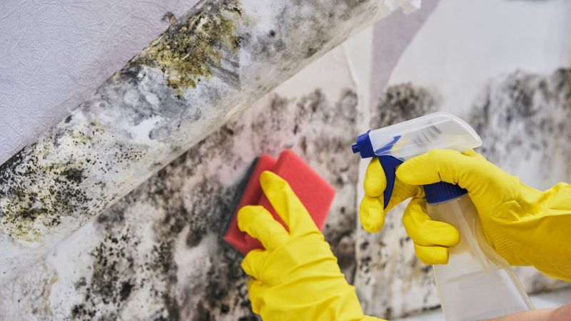 Black Mold Removal in Rockwall, TX