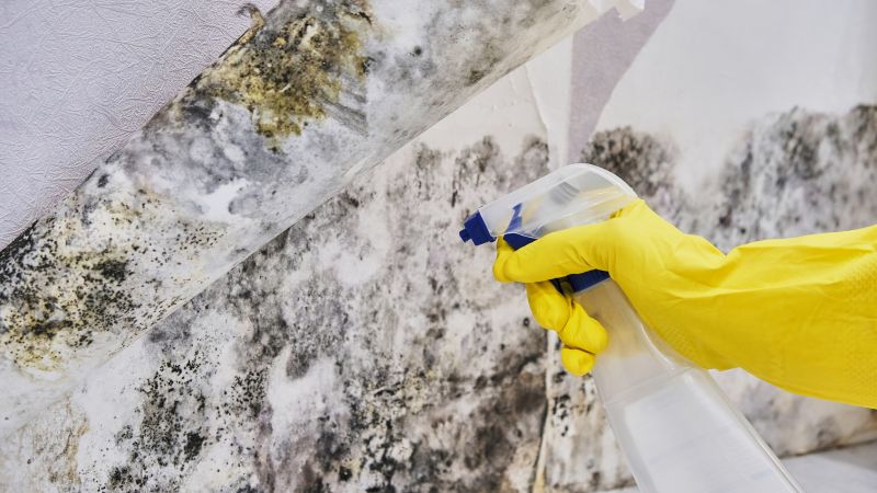 Mold Abatement in Weatherford, TX